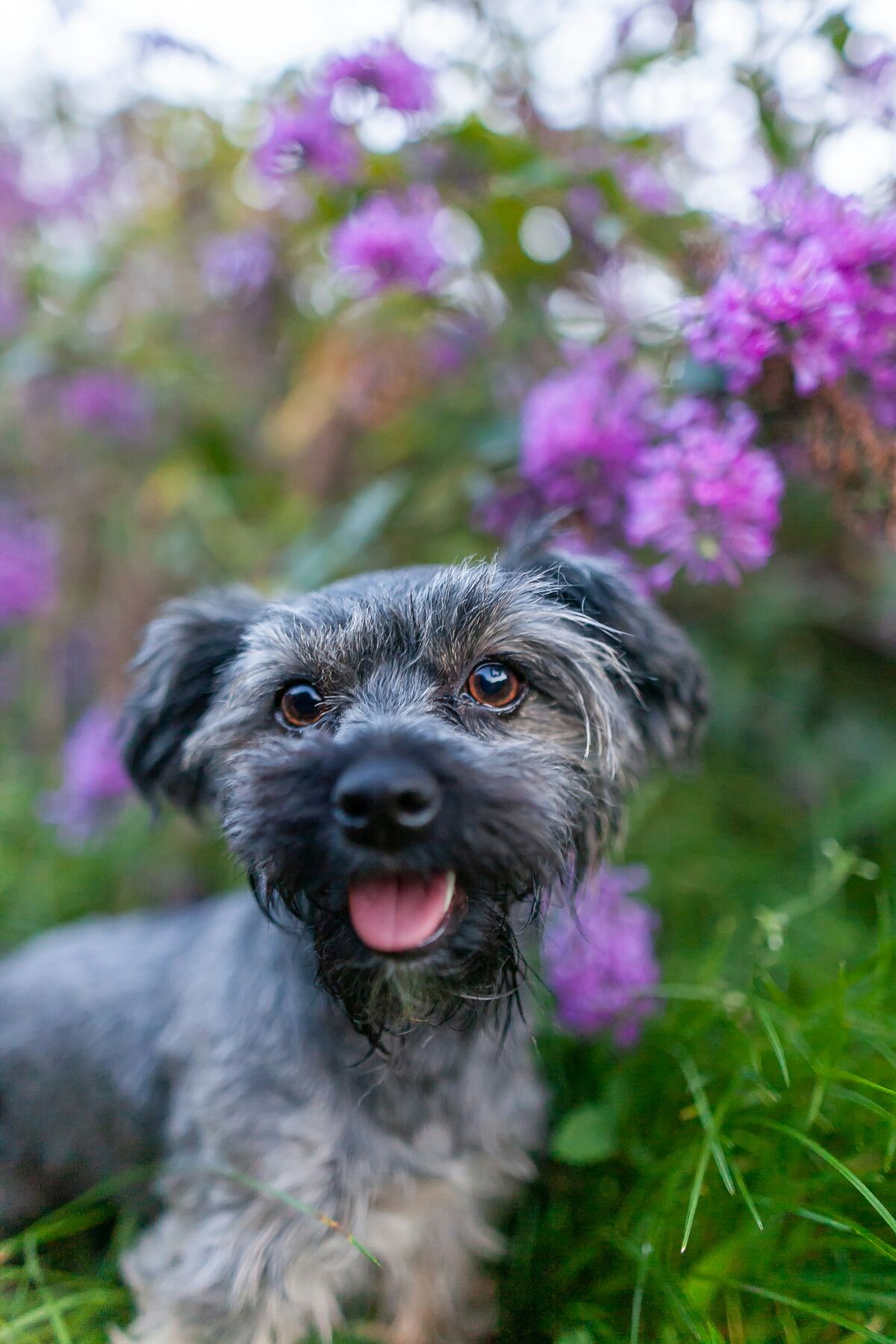 Caractère Bichon Havanais