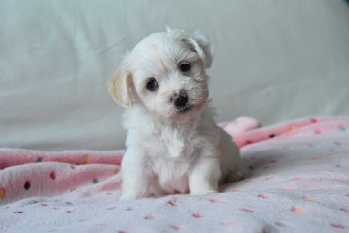 Chiot Bichon Havanais