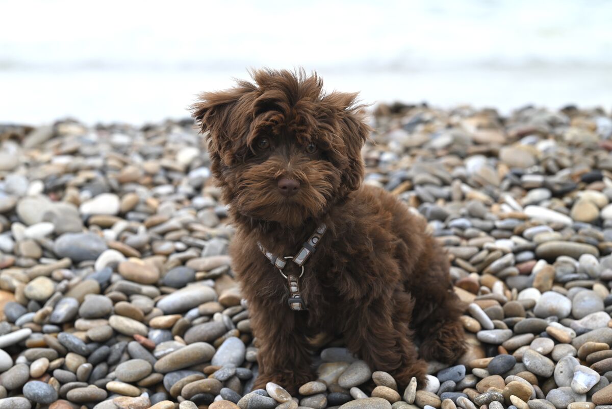 Caractère Bichon Havanais