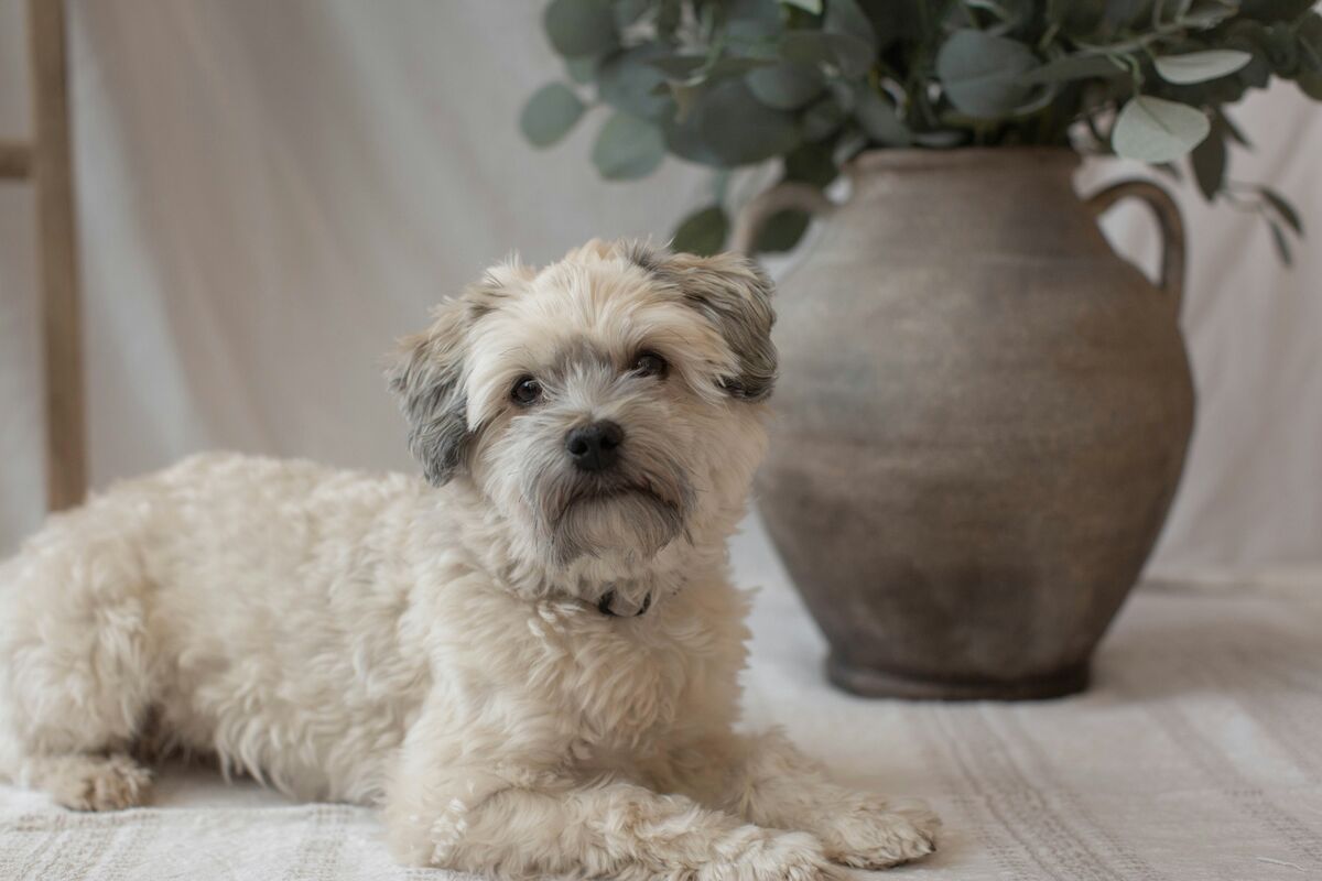 Bichon Havanais blanc joueur dans le jardin
