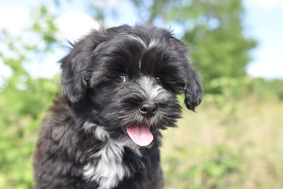 Bichon Havanais noir